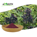 Enhance immunity powder black elderberry extract